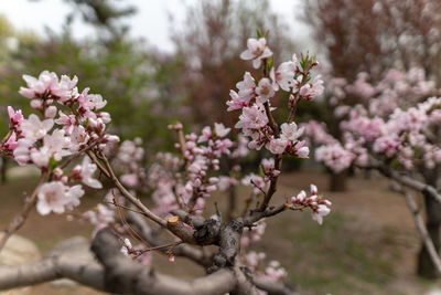 Close-up of pink cherry blossoms in spring