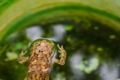 Close-up of frog in water