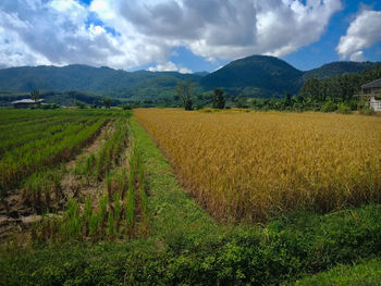 Scenic view of agricultural field against sky