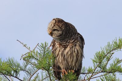 Low angle view of owl perching on twig against clear sky at everglades national park
