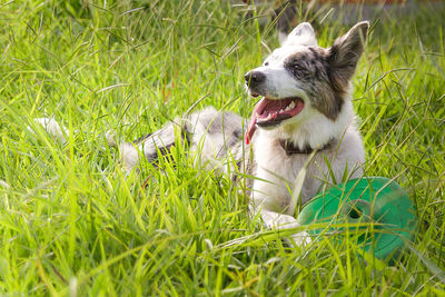 Dog looking away while lying on grassy field