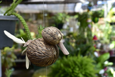 Close-up of mushroom growing on plant