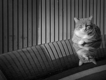 Portrait of cat sitting outdoors