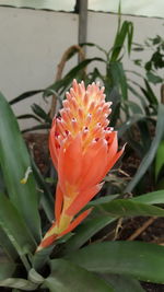 Close-up of orange flower blooming outdoors