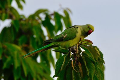 Low angle view of parrot perching on leaf