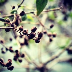 Close-up of leaves on twig