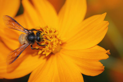 Close-up of insect on yellow flower