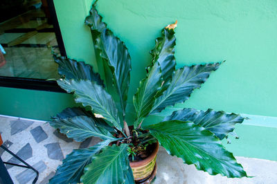 High angle view of potted plant against wall