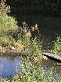 Scenic view of lake in forest