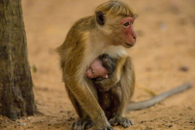 Close-up of monkey with infant sitting on ground
