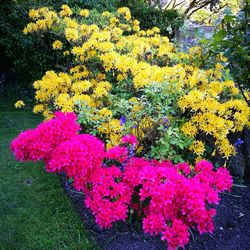 High angle view of pink flowering plants