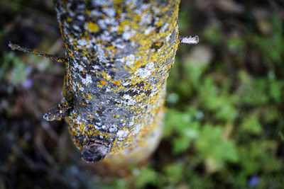 Close-up of lichen on tree trunk