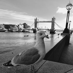 Seagull on a bridge over river in city against sky