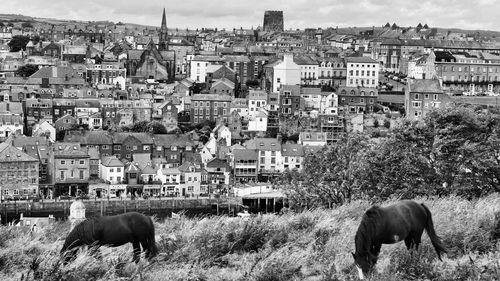 Horses in city against sky