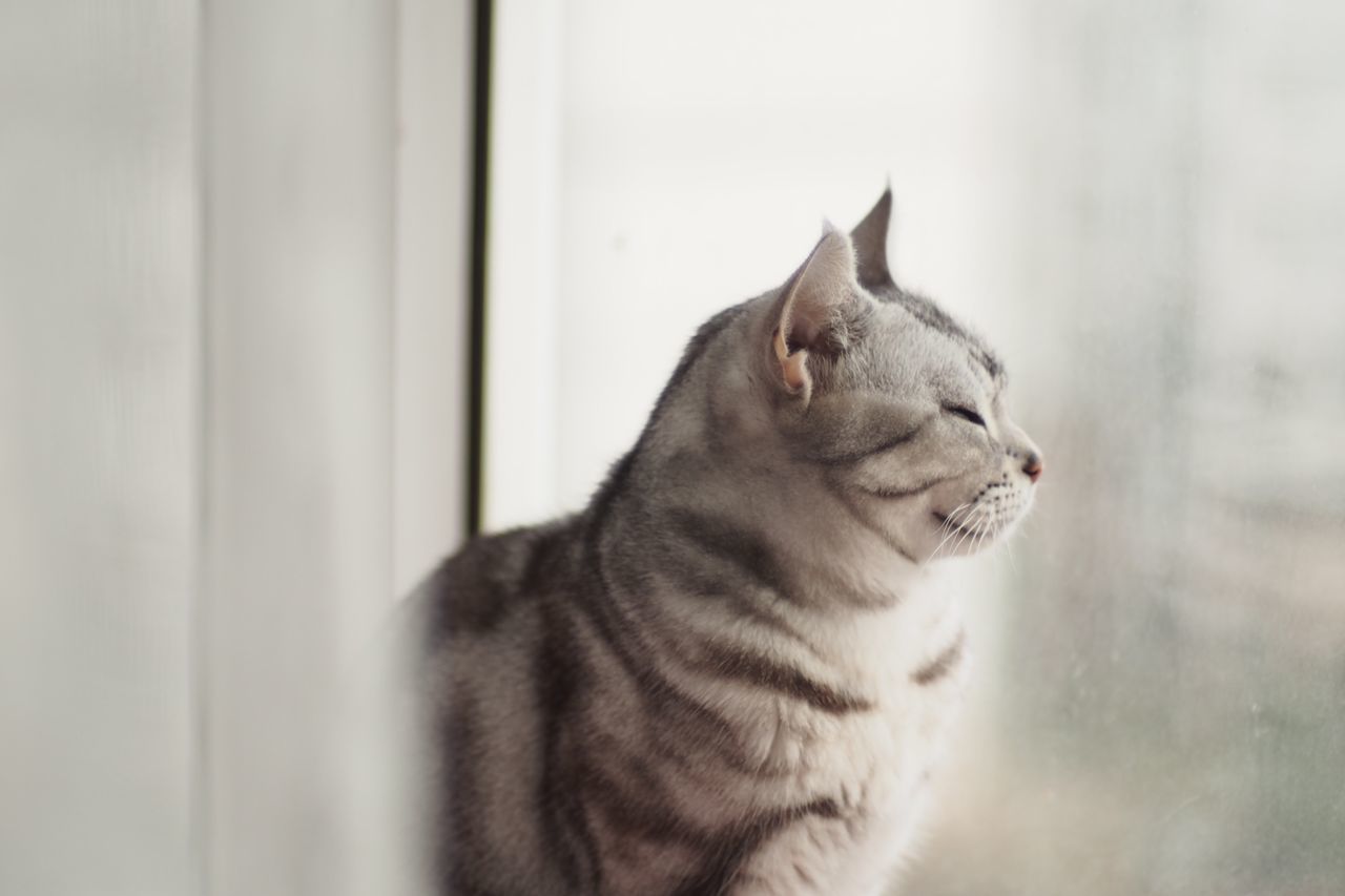 domestic cat, cat, one animal, animal themes, feline, pets, mammal, domestic animals, whisker, indoors, looking away, relaxation, close-up, portrait, animal head, sitting, alertness, staring, side view