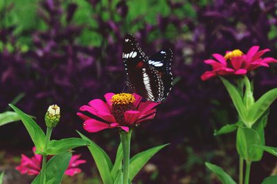 Butterfly on pink flower