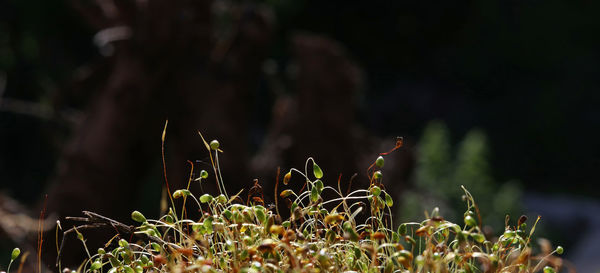 Close-up of plant against blurred background