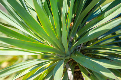 Full frame shot of palm tree