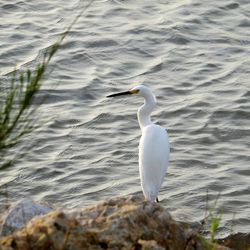 Bird flying over white background