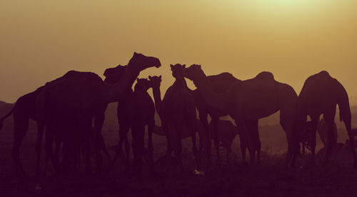Side view of horses standing against sky