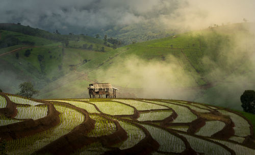 Scenic view of agricultural field against sky