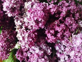 Close-up of pink flowers