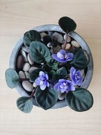 High angle view of purple flower on table