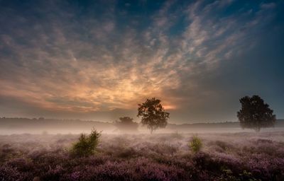 Trees on landscape against sky at sunset