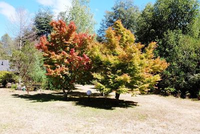 Close-up of trees against clear sky