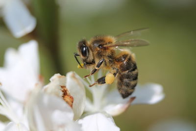 Close-up of bee pollinating on white flower