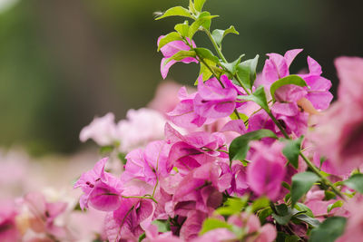 Close-up of pink flowering plant