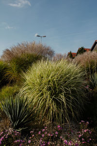 Plants and trees against sky