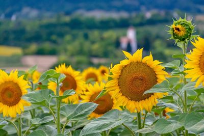 Close-up of yellow sunflower