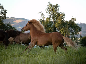 Horses in a field