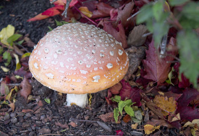Close-up of mushroom on field