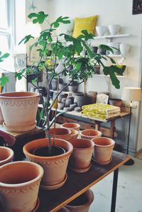 Potted plants in pot