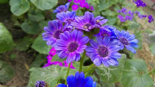 Close-up of purple flowers blooming on field