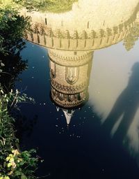 Reflection of trees in water