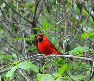 Close-up of bird perching on branch