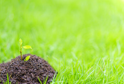 Close-up of small plant growing on field