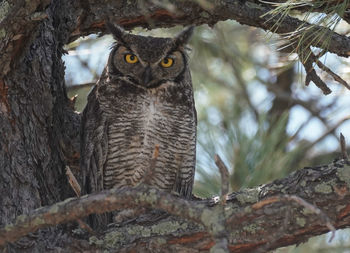 Low angle view of owl on tree trunk