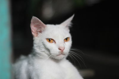 Close-up of cat looking away