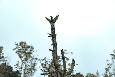 Low angle view of bare tree against clear sky