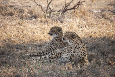 A pair of cheetahs relaxing in the shade of a tree in mala mala game reserve, mpumalanga