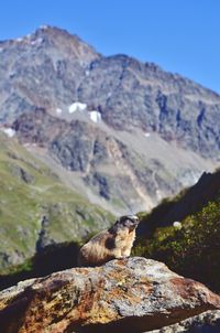 View of lizard on rock