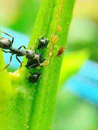 Close-up of insect on leaf