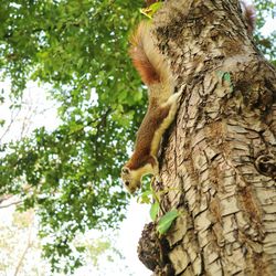 Low angle view of squirrel on tree