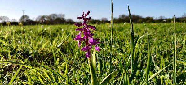 Close-up of pink flowering plant on field