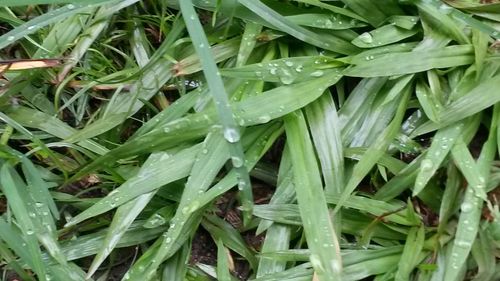 Full frame shot of wet grass