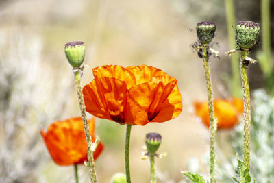 Close-up of orange poppy plant
